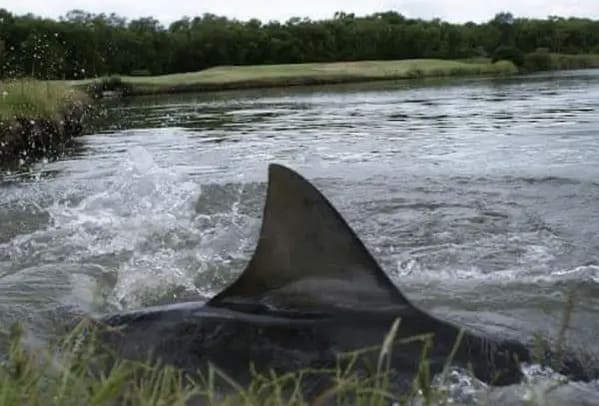 terrifying creatures australia