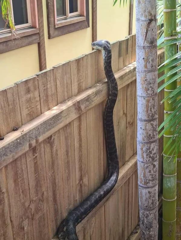 terrifying creatures australia