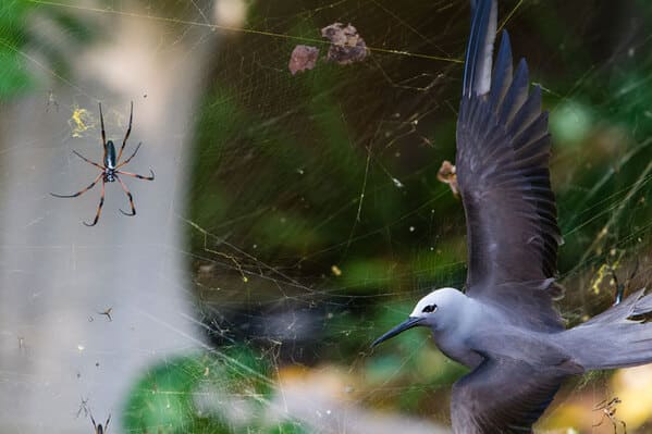 terrifying creatures australia