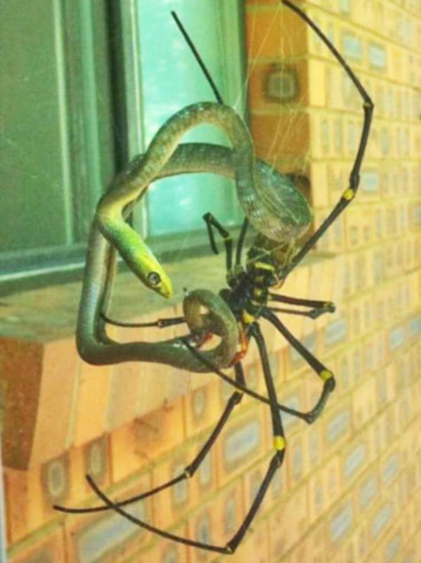 terrifying creatures australia
