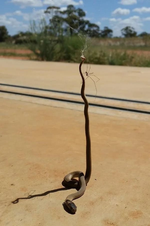 terrifying creatures australia