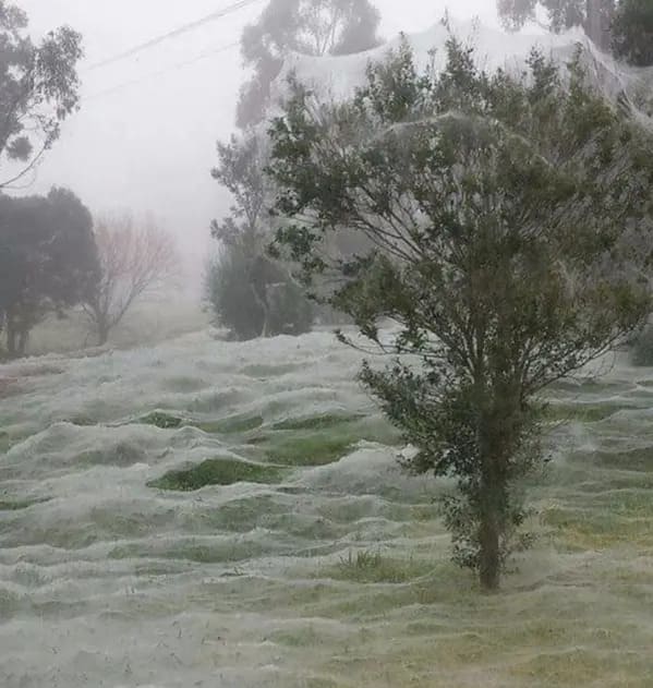 terrifying creatures australia