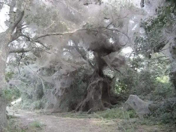 terrifying creatures australia