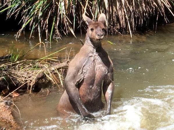 terrifying creatures australia