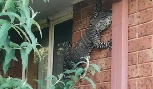 terrifying creatures australia