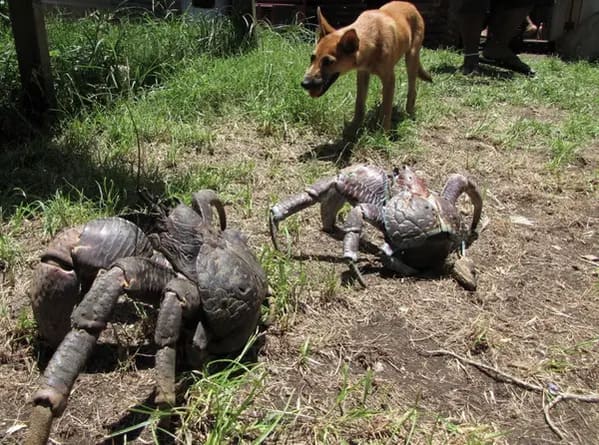 terrifying creatures australia