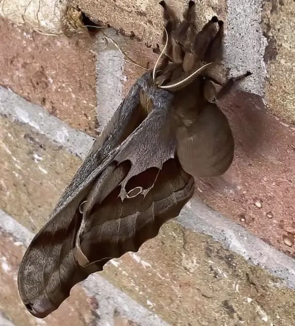 terrifying creatures australia