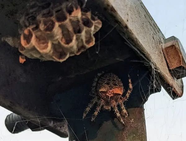 terrifying creatures australia