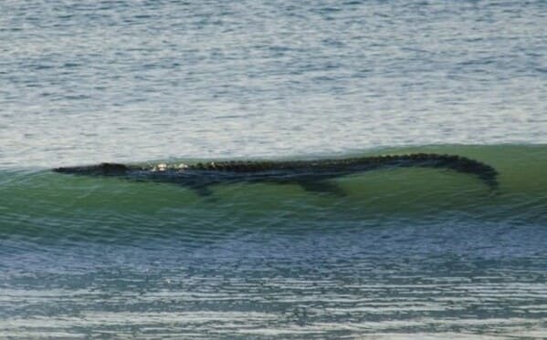 terrifying creatures australia