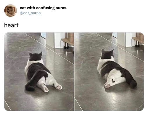 cat with confusing auras. on Twitter