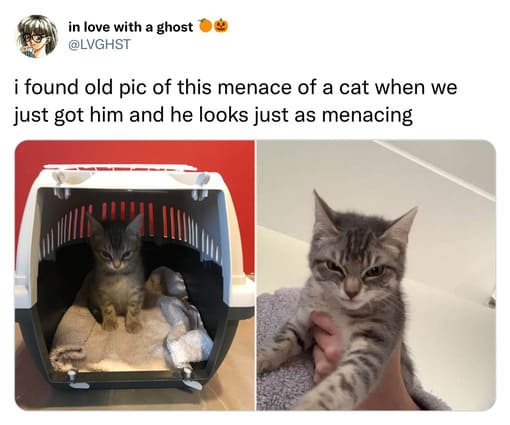 30 Funny Cat Tweets That'll Bring Some Joy To Your Timeline