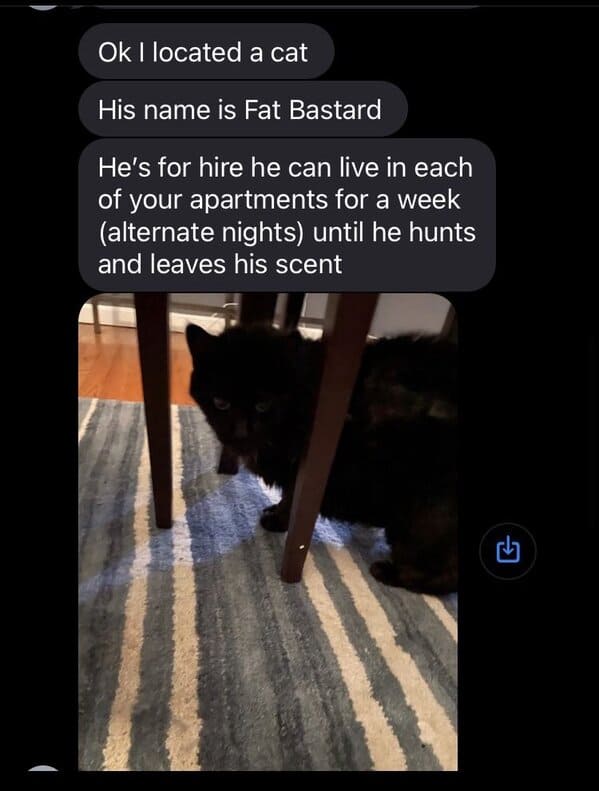 Landlord "Hires" Cat To Tackle Mice Problem In Hilarious Text Exchange (22 Pics) - Jarastyle