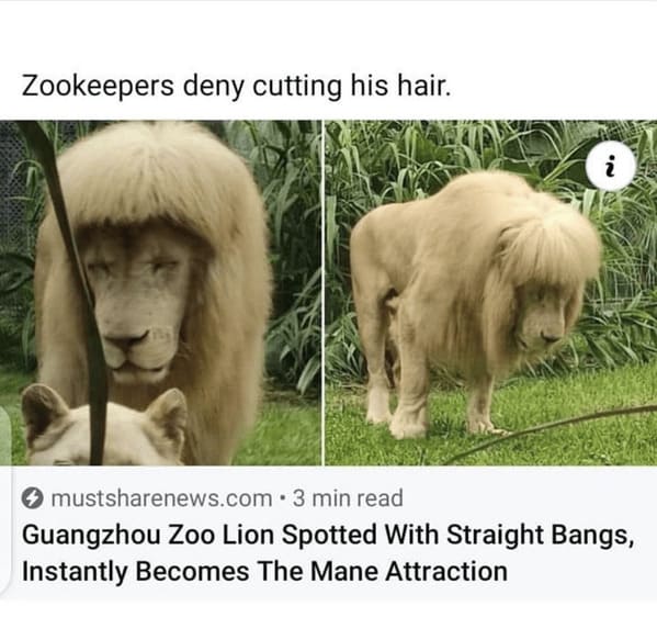 unhinged animal memes - 3 min read guangzhou zoo lion spotted with straight bangs instantly becomes mane attraction
