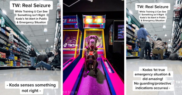 Rare Footage Of Service Dog In Training Reacting To His Very First Emergency Response