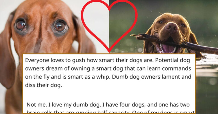 wholesome dog reddit thread