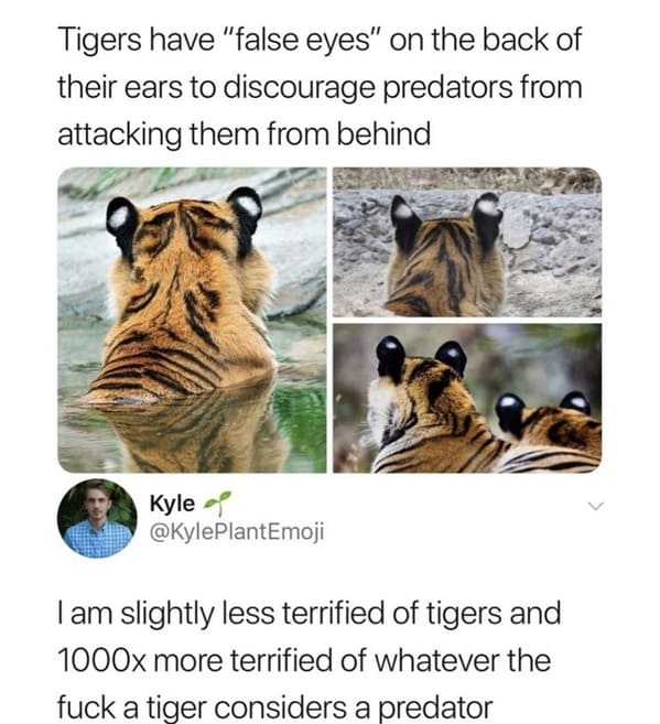 unhinged animal memes - am slightly less terrified tigers and 1000x more terrified whatever fuck tiger considers predator