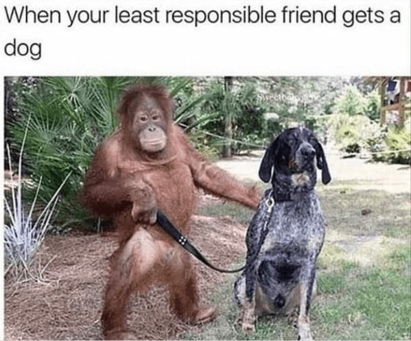 unhinged animal memes - animal least responsible friend gets dog sweetbaly