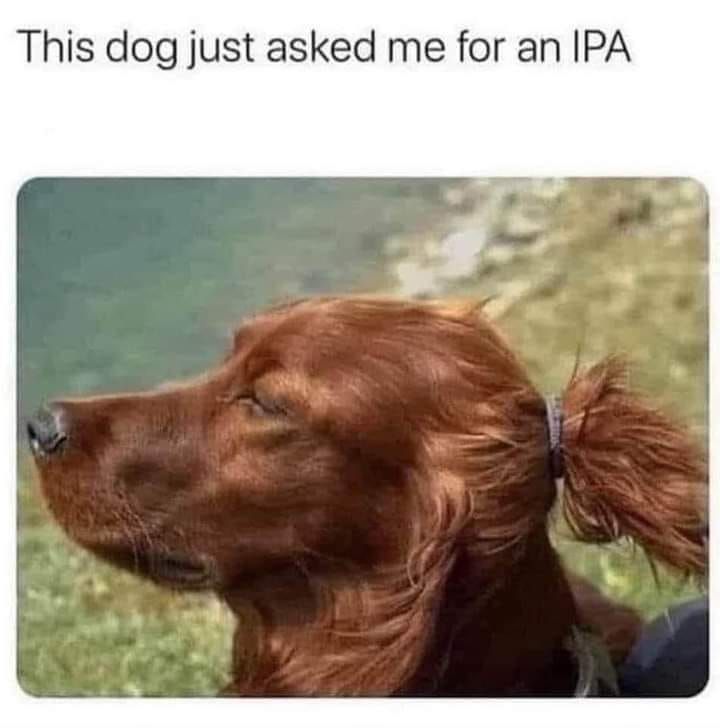 animal meme - ipa dog with man bun