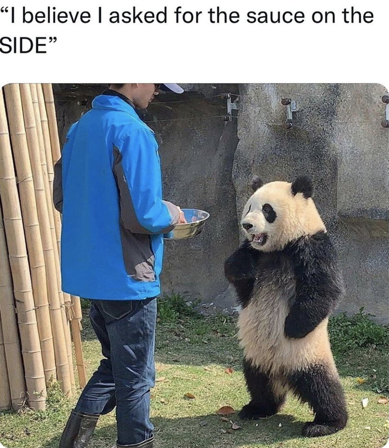 animal meme - speak to manager panda