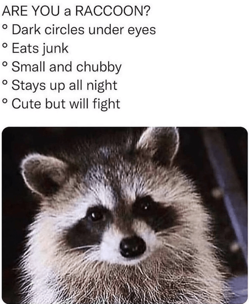 animal meme - raccoon cute but will fight