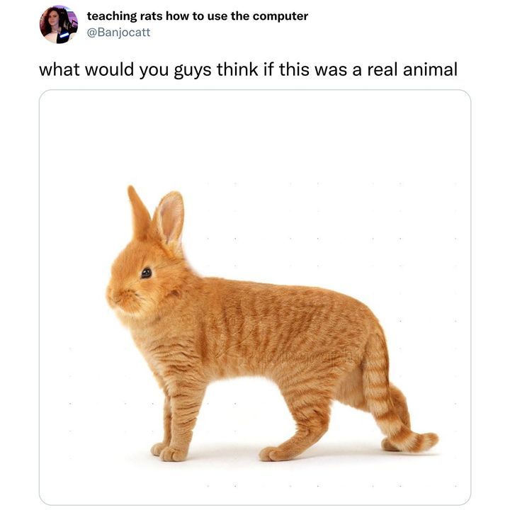 animal meme - rabbit tiger