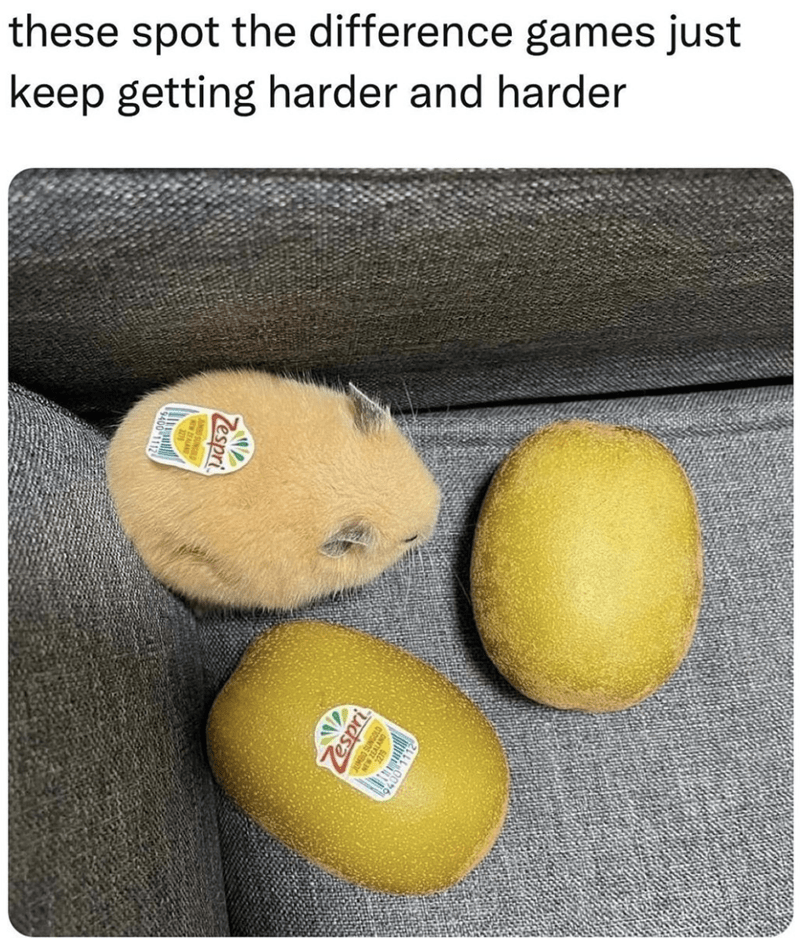 animal meme - lemon jerboa