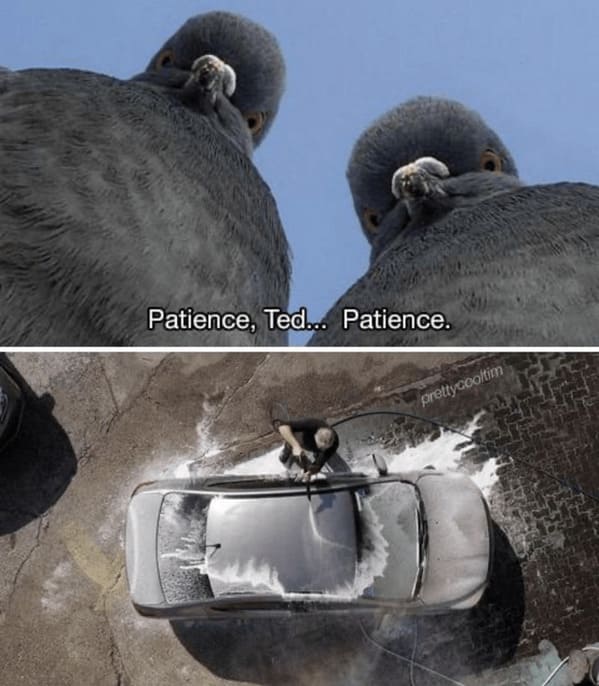 unhinged animal memes - animal patience ted patience prettycooltim