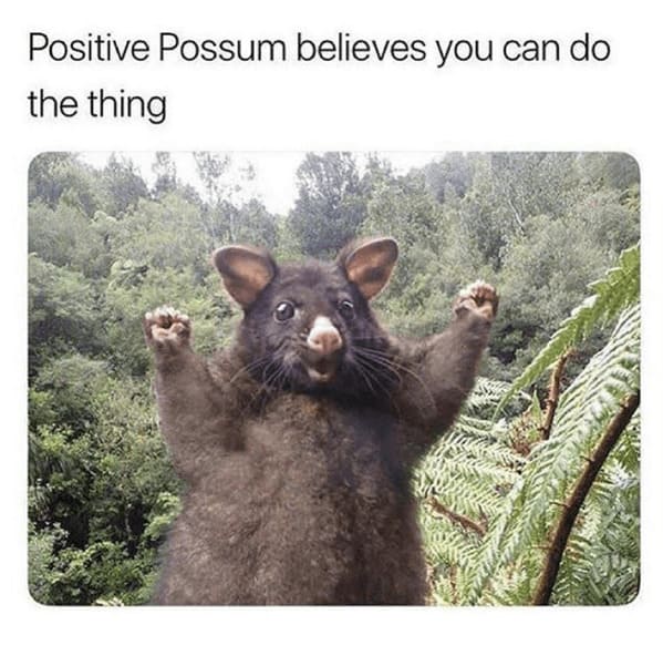 unhinged animal memes - animal positive possum believes can do thing
