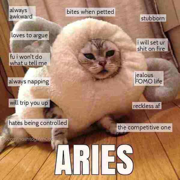aries season memes - cat in costume
