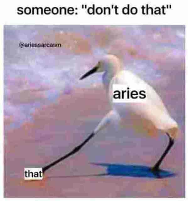 aries season memes - someone don't do that