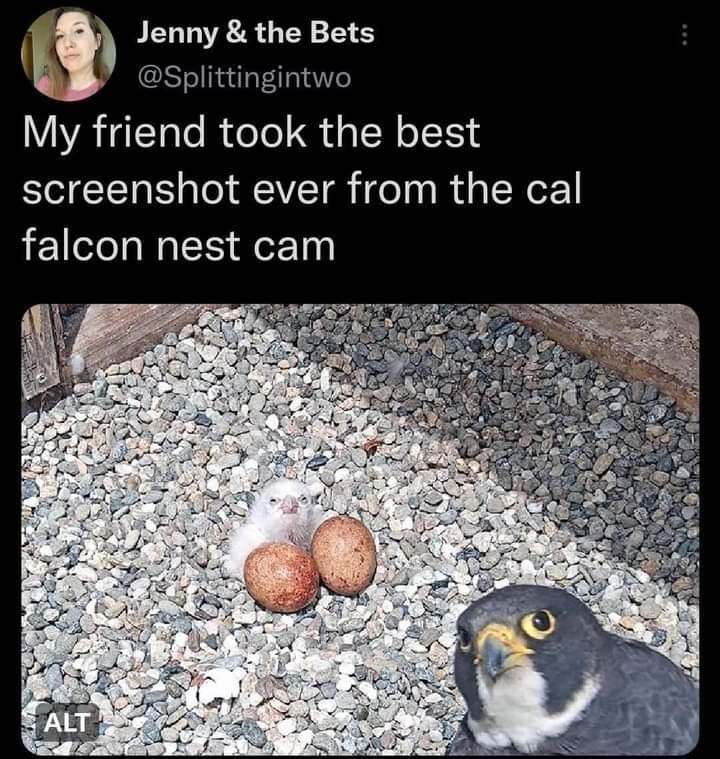 funny random pics - falcon eggs camera