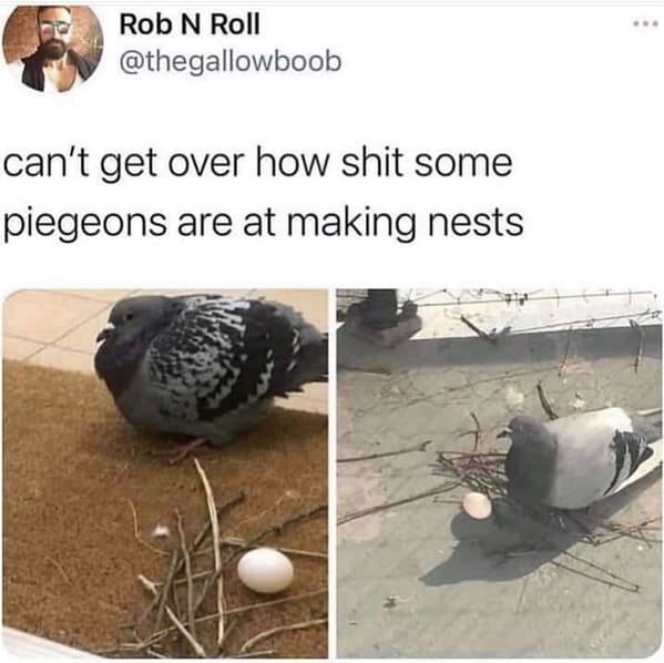 unhinged animal memes - bird rob n roll thegallowboob cant get over shit some piegeons are at making nests