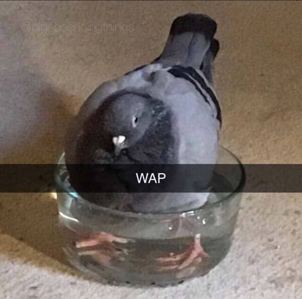 blessed images - pigeon wap