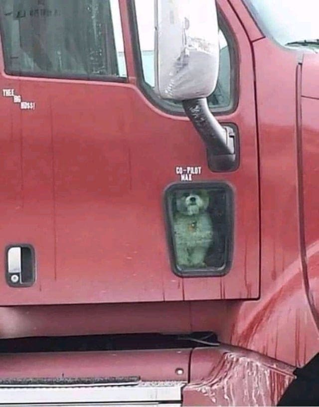 blessed images - dog in semi
