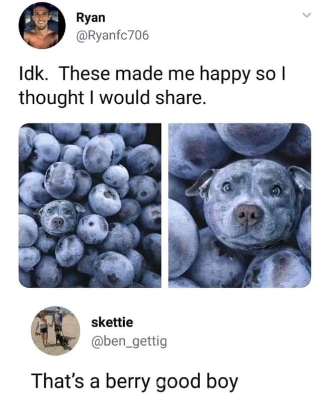 blessed images - blueberry dog