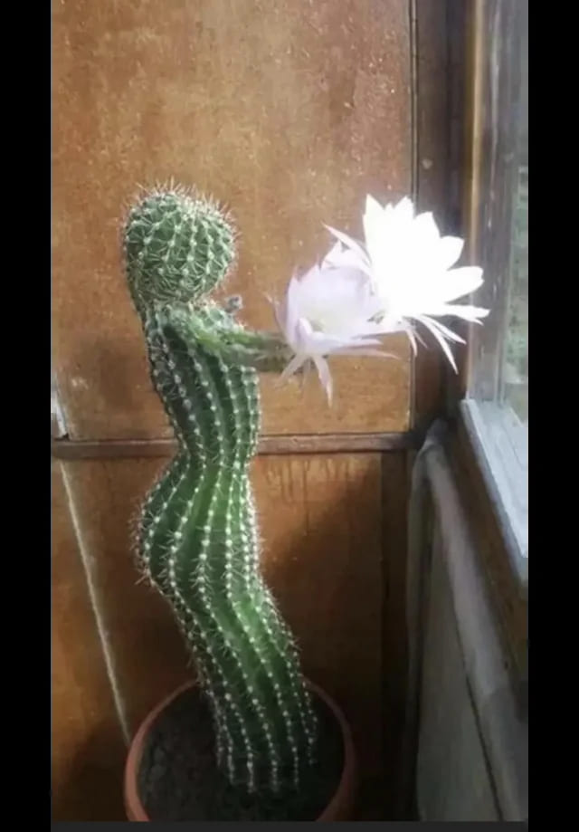 blessed images - cactus