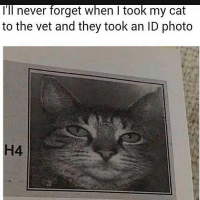 blessed images - cat id photo