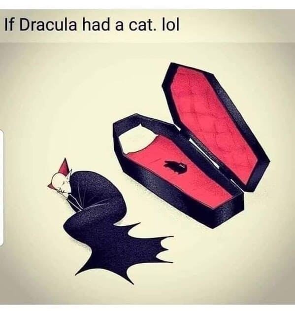 unhinged animal memes - box if dracula had cat lol