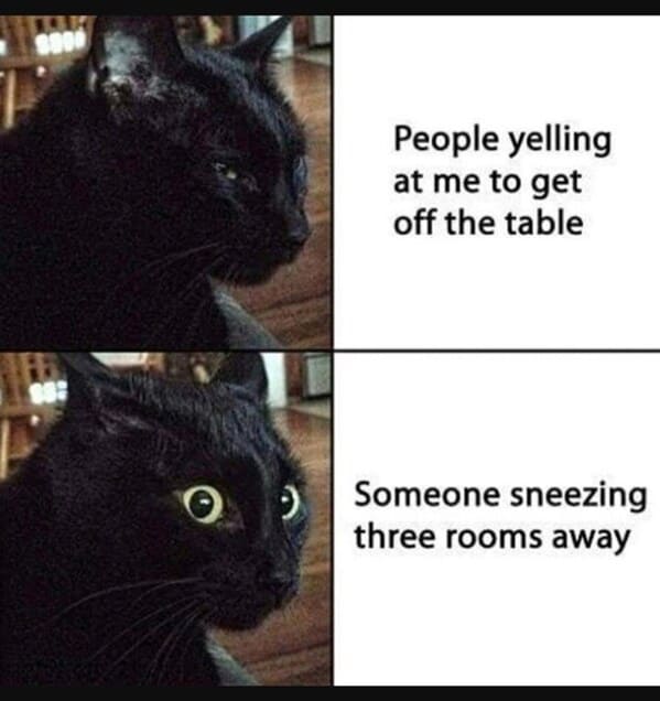 unhinged animal memes - cat 2000 o people yelling at get off table someone sneezing three rooms away