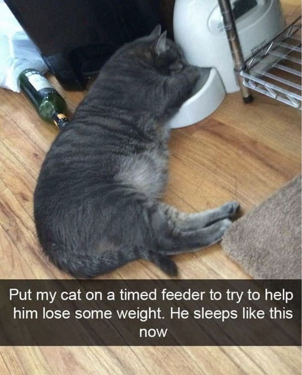 unhinged animal memes - put my cat on timed feeder try help him lose some weight he sleeps like this now
