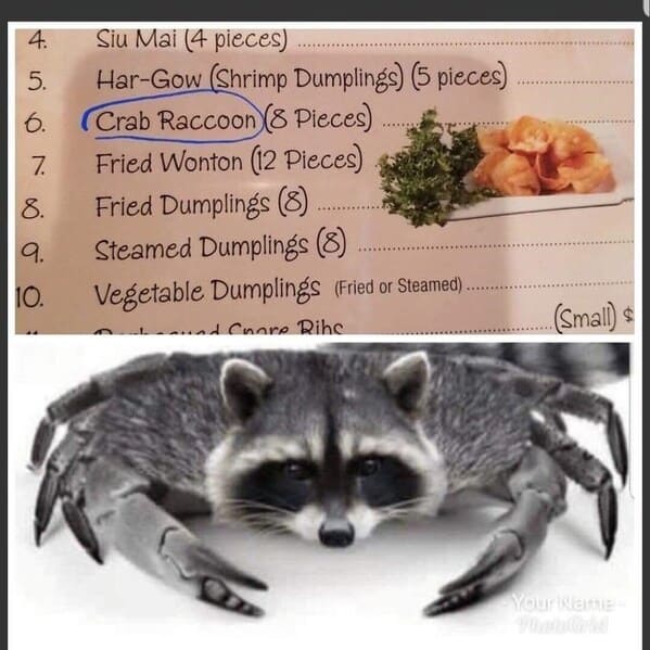 crab rangoon memes - crab raccoon