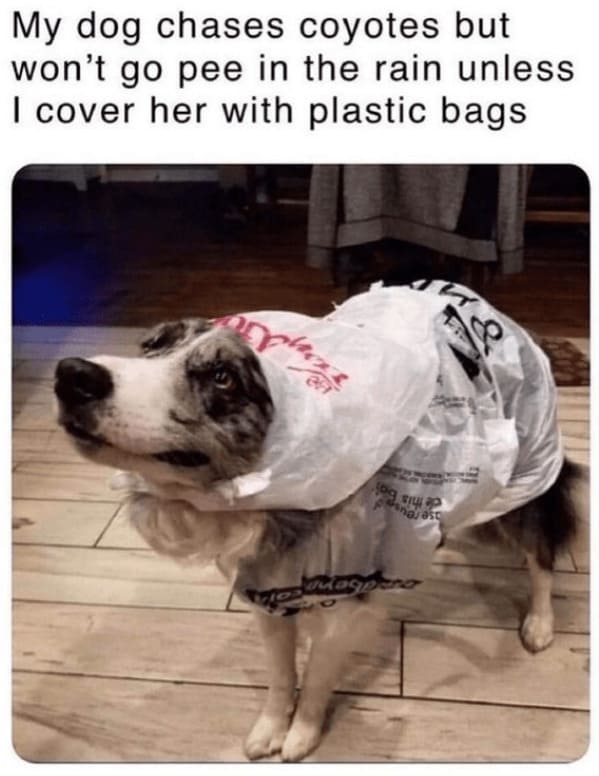 unhinged animal memes - dog chases coyotes but wont go pee rain unless cover her with plastic bags photo