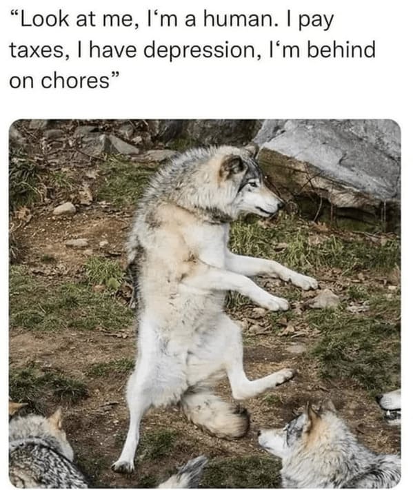 unhinged animal memes - dog look at human pay taxes have depression behind on chores