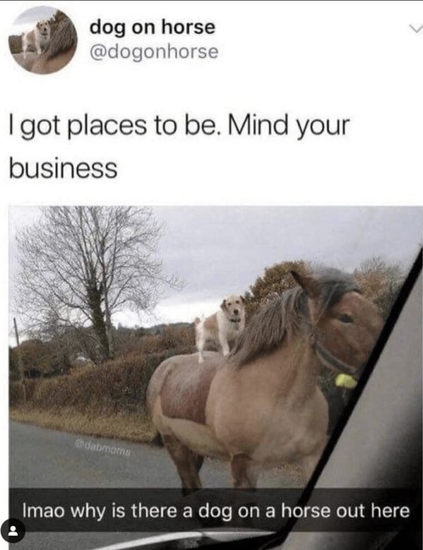 unhinged animal memes - dog on horse dogonhorse got places be mind business dabmoms imao why is there dog on horse out here