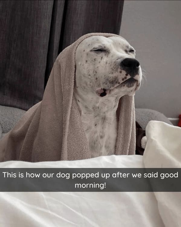 unhinged animal memes - dog this is our dog popped up after said good morning