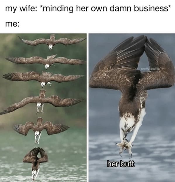 unhinged animal memes - eagle my wife minding her own damn business her butt pretty cooltim