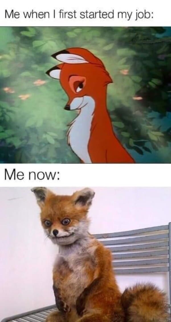funny adulting memes - tired fox