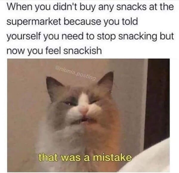 funny adulting memes - mistake cat