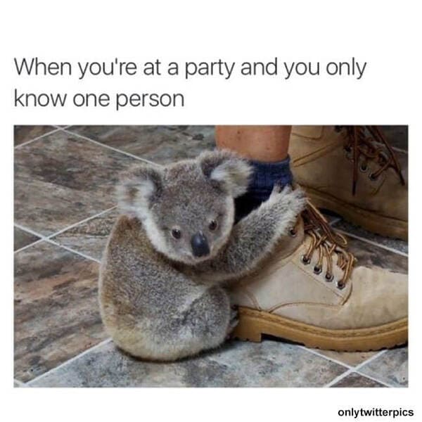 funny anxiety memes - koala