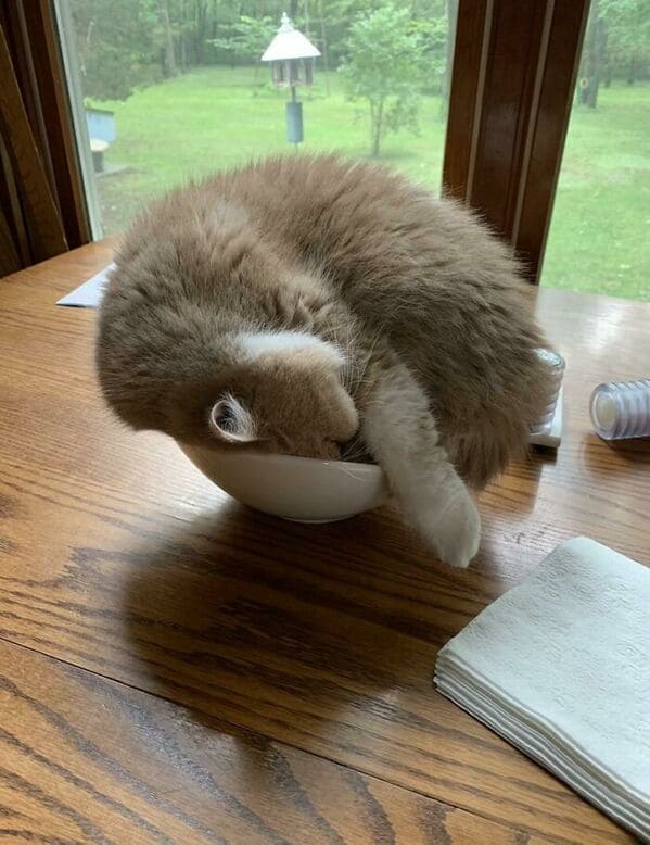 what's wrong with your cat - This Is My Napping Bowl Now